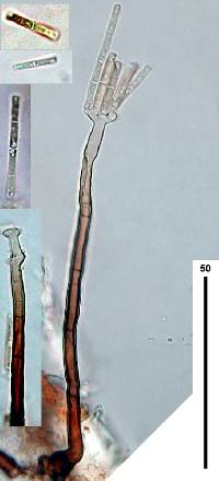 Polyscytalum truncatum image