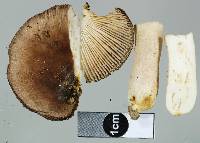 Russula griseostipitata image