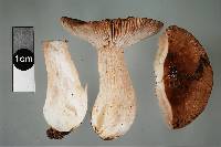 Russula griseostipitata image