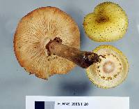 Armillaria limonea image