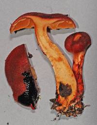 Dermocybe cramesina image