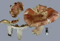 Russula nitida image