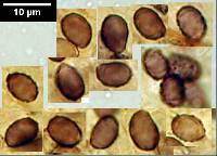 Leucopaxillus lilacinus image