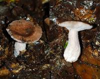 Russula griseostipitata image