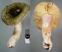 Russula atroviridis image