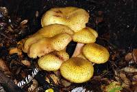 Armillaria limonea image