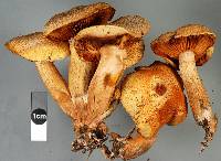 Gymnopilus dilepis image