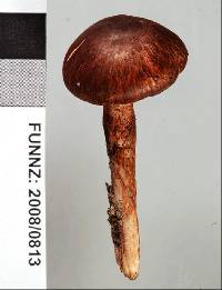 Lepiota haemorrhagica image