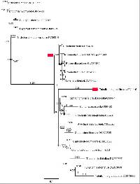 Tubulicrinis gracillimus image