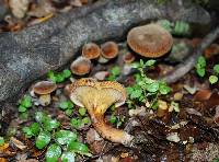 Austropaxillus squarrosus image