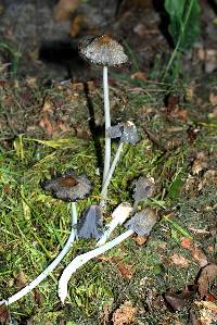 Coprinellus flocculosus image