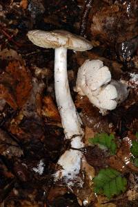 Cortinarius alboaggregatus image