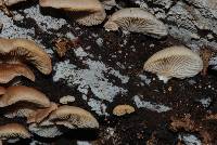 Crepidotus trulliformis image