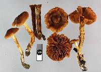 Cortinarius saniosus image
