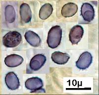 Leucopaxillus lilacinus image