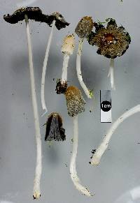 Coprinellus flocculosus image