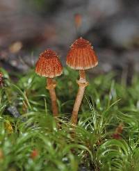 Cortinarius lanceolatus image