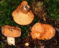 Lactifluus aurantioruber image