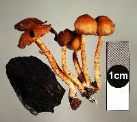 Pholiota highlandensis image