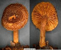 Inocybe densipruinosa image