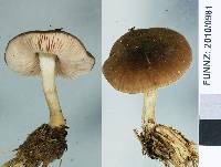 Pluteus paradoxus image