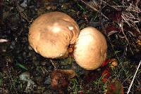 Calvatia candida image