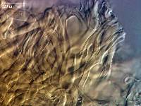 Pleurotus pulmonarius image