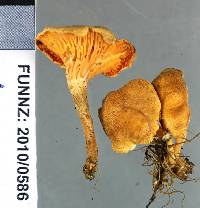 Hygrophoropsis coacta image