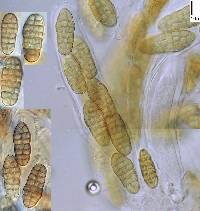 Pleospora herbarum image