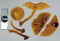 Tubaria aureosimilis image