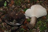 Russula griseobrunnea image