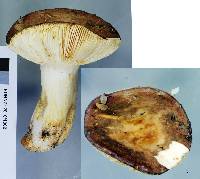 Russula umerensis image