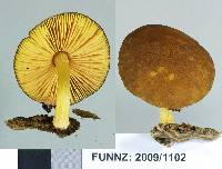 Pluteus pauperculus image