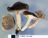 Rhodocybe muritai image