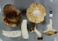 Russula umerensis image