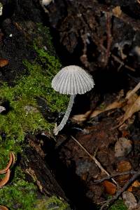 Coprinopsis coniophora image