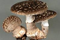 Amanita excelsa image