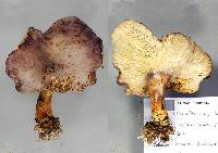 Leucopaxillus lilacinus image