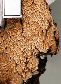 Mycoacia nothofagi image