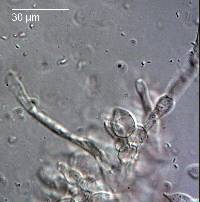 Russula roseostipitata image