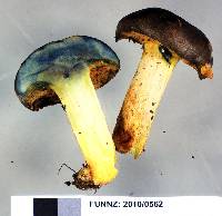 Boletus leptospermi image