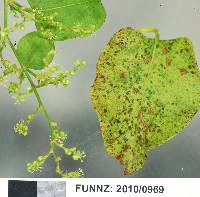 Puccinia tiritea image