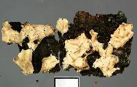 Aleurodiscus limonisporus image