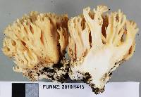 Ramaria rotundispora image