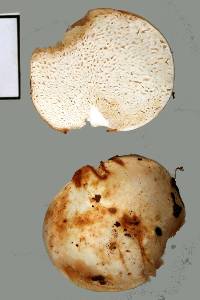 Russula sinuata image