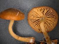 Simocybe unica image