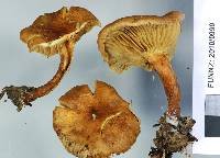 Pholiota multicingulata image