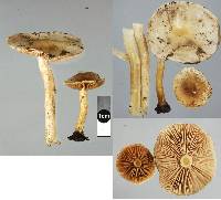 Hebeloma pseudofragilipes image