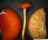 Marasmius elegans image