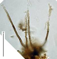 Polyscytalum truncatum image